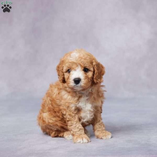 Hugo, Cavapoo Puppy
